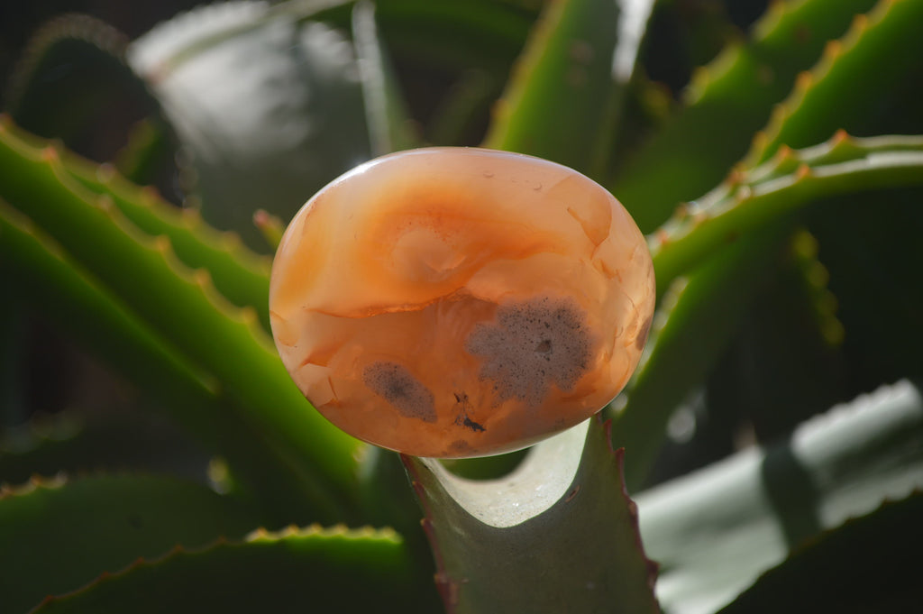 Polished Flower Agate Galet-Palm Stones x 12 From Antsahalova, Madagascar - Toprock Gemstones and Minerals 