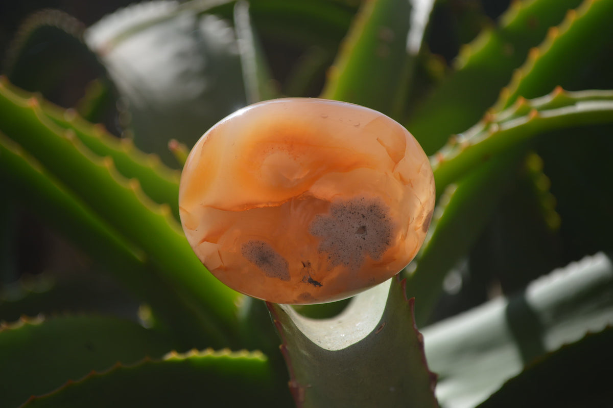 Polished Flower Agate Galet-Palm Stones x 12 From Antsahalova, Madagascar - Toprock Gemstones and Minerals 