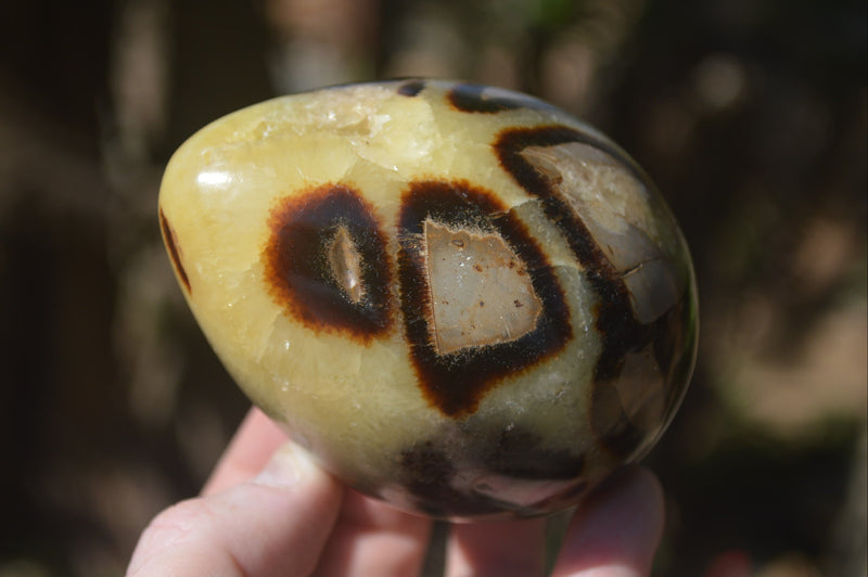 Polished Septerye Eggs x 3 From Mahajanga, Madagascar - Toprock Gemstones and Minerals 