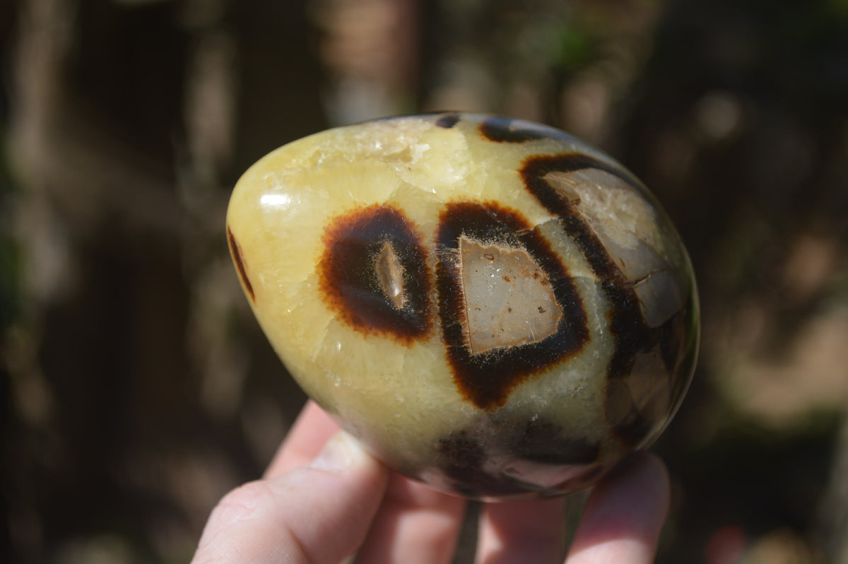 Polished Septerye Eggs x 3 From Mahajanga, Madagascar - Toprock Gemstones and Minerals 