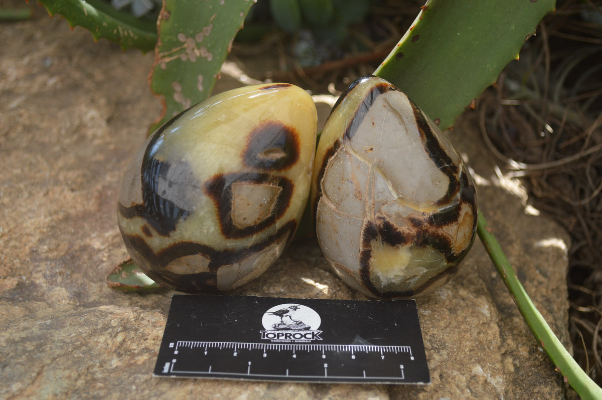 Polished Septerye Eggs x 3 From Mahajanga, Madagascar - Toprock Gemstones and Minerals 