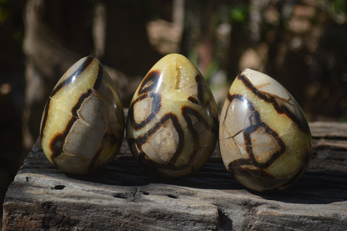 Polished Septerye Eggs x 3 From Mahajanga, Madagascar - Toprock Gemstones and Minerals 