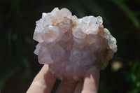 Natural Ametrine and Amethyst Spirit Quartz Clusters x 6 From Boekenhouthoek, South Africa