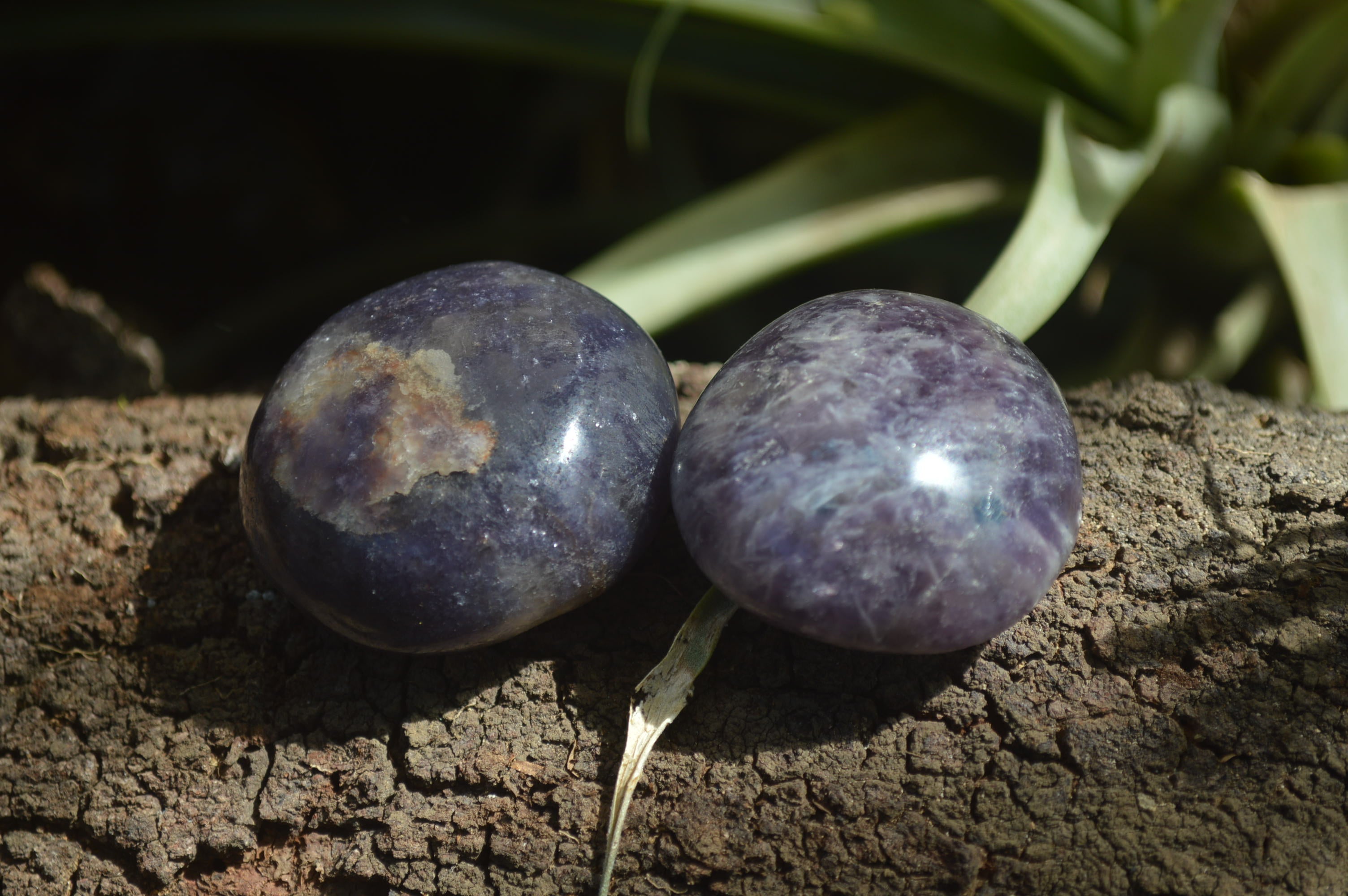 Polished Lepidolite One with Pink Rubellite Palm Stones x 24 From Ambatondrazaka, Madagascar - Toprock Gemstones and Minerals 