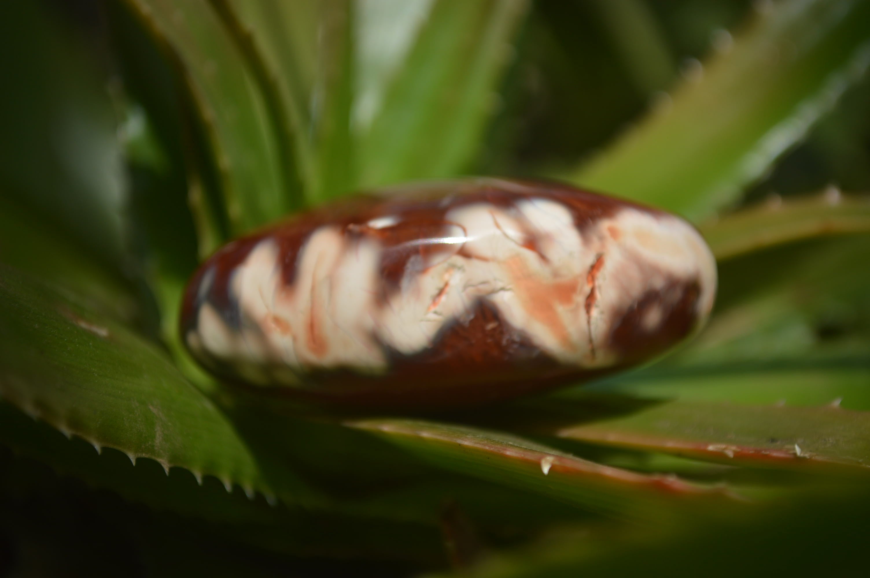 Polished Carnelian Galet-Palm Stones x 12 From Madagascar - Toprock Gemstones and Minerals 