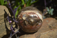Polished Podocarpus Petrified Wood Spheres x 2 From Mahajanga, Madagascar - Toprock Gemstones and Minerals 