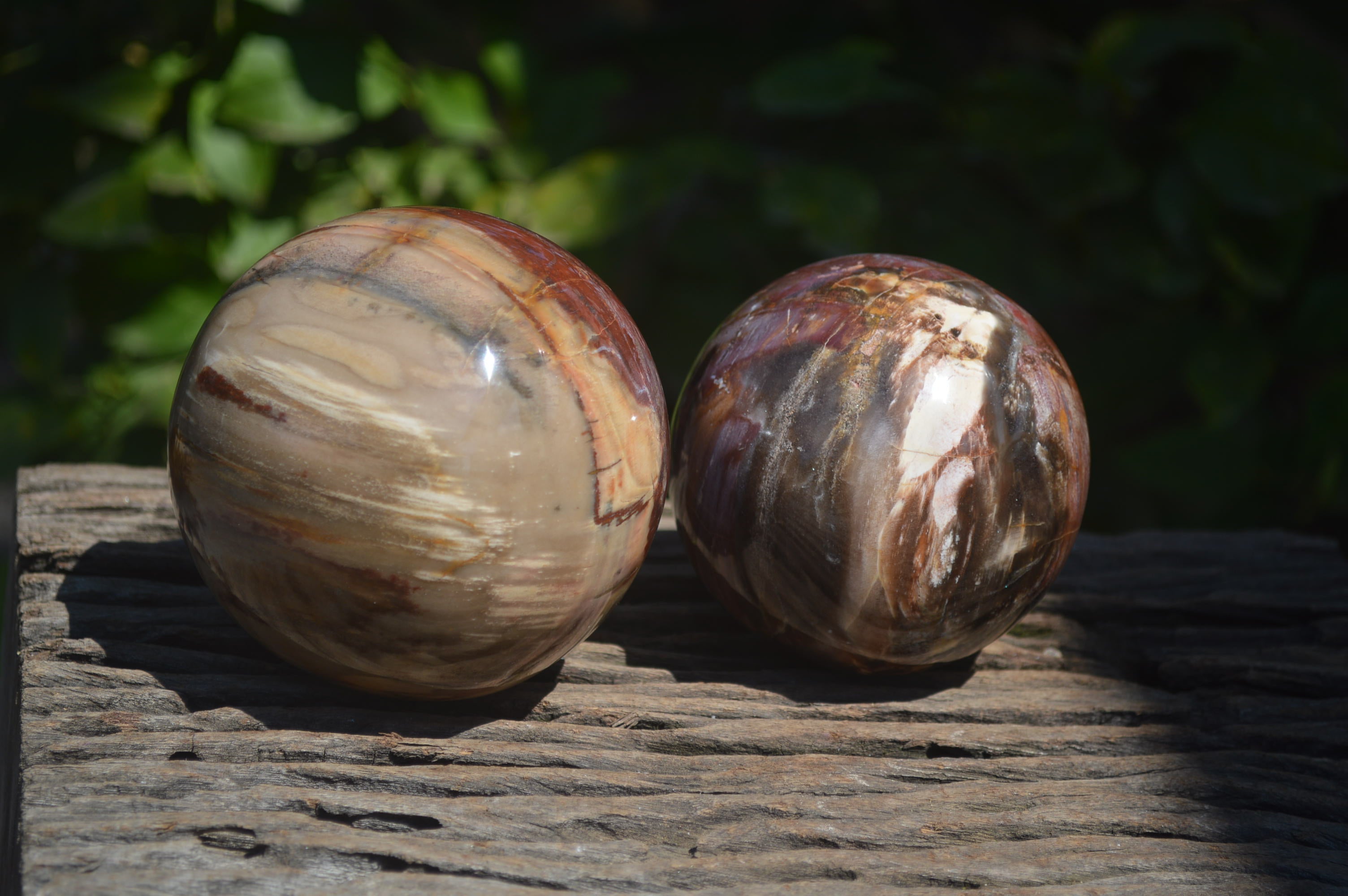 Polished Podocarpus Petrified Wood Spheres x 2 From Mahajanga, Madagascar - Toprock Gemstones and Minerals 
