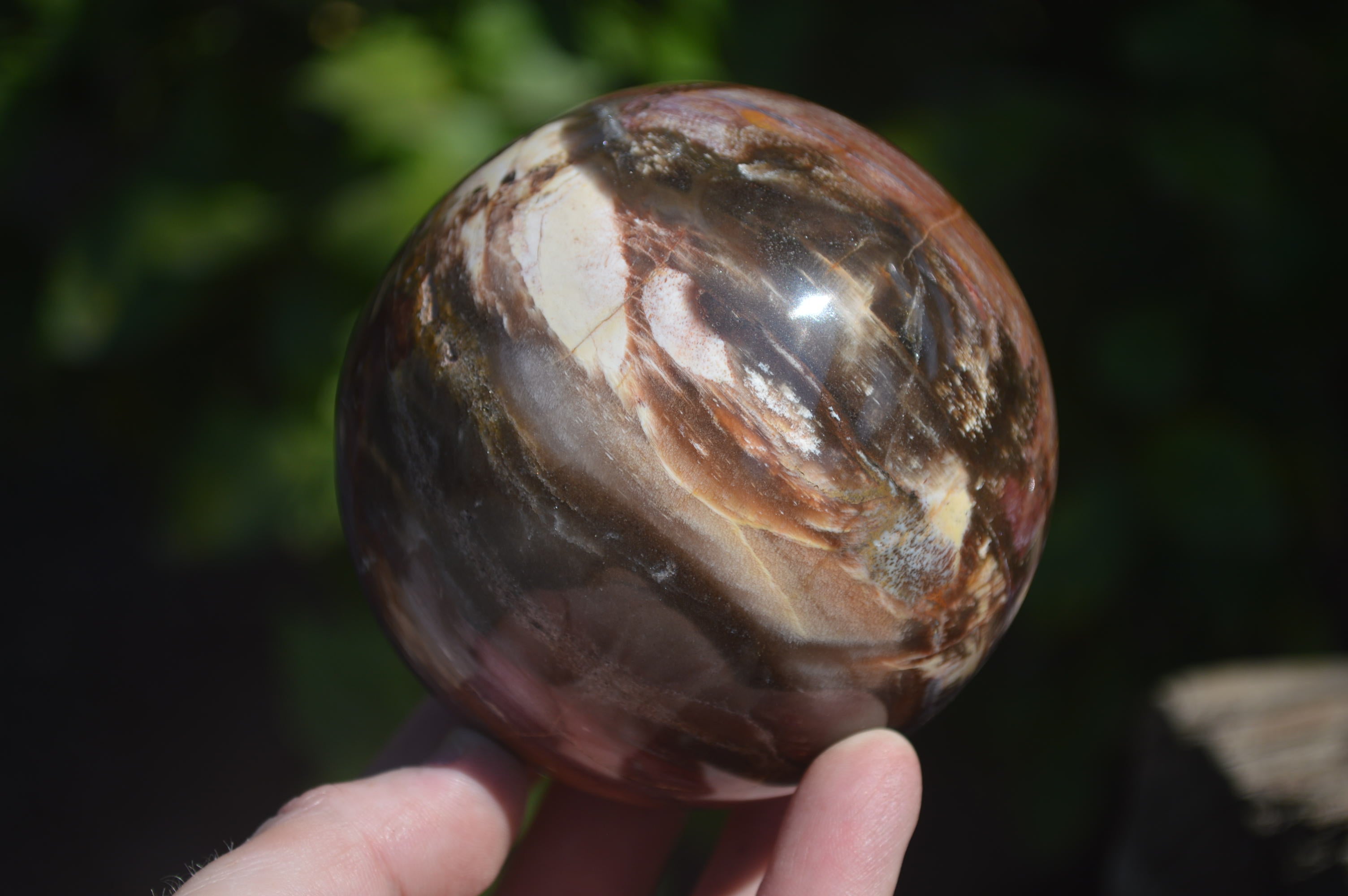 Polished Podocarpus Petrified Wood Spheres x 2 From Mahajanga, Madagascar - Toprock Gemstones and Minerals 