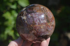 Polished Podocarpus Petrified Wood Spheres x 2 From Mahajanga, Madagascar - Toprock Gemstones and Minerals 