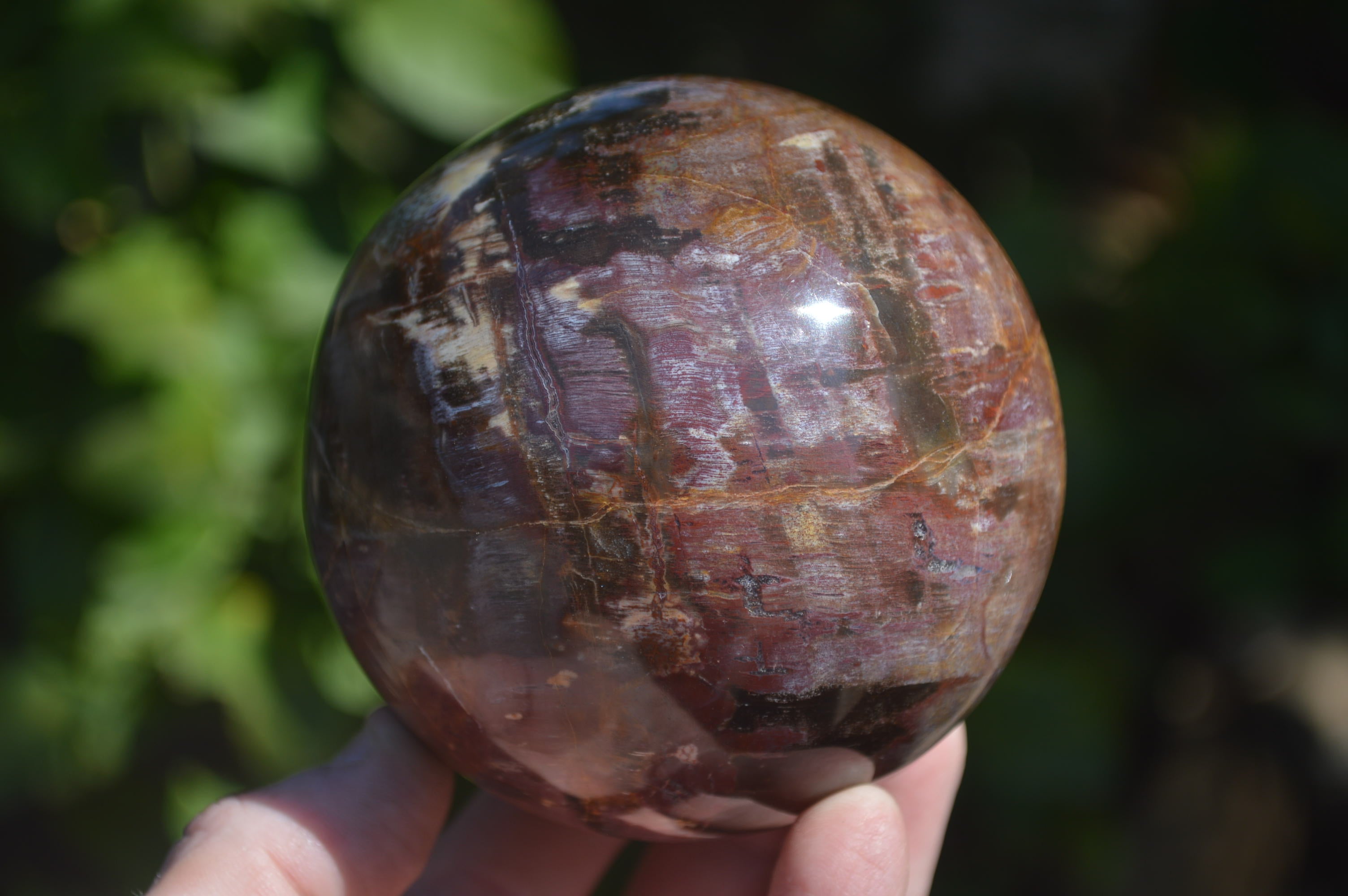 Polished Podocarpus Petrified Wood Spheres x 2 From Mahajanga, Madagascar - Toprock Gemstones and Minerals 