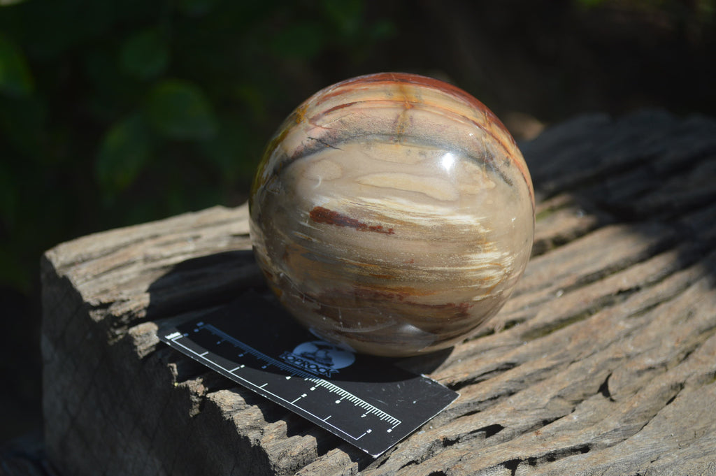 Polished Podocarpus Petrified Wood Spheres x 2 From Mahajanga, Madagascar - Toprock Gemstones and Minerals 