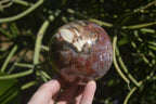 Polished Podocarpus Petrified Wood Spheres x 2 From Mahajanga, Madagascar - Toprock Gemstones and Minerals 