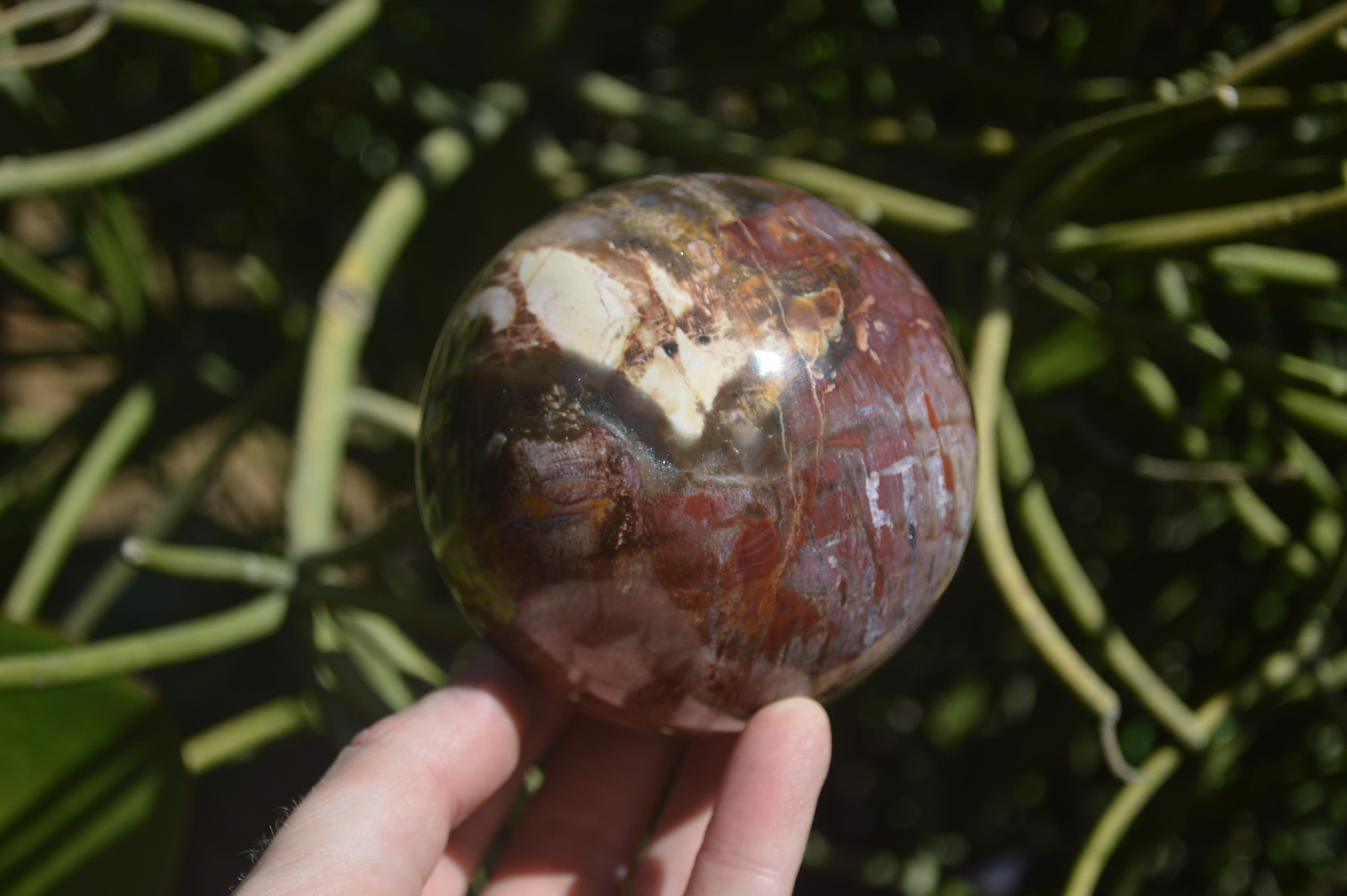 Polished Podocarpus Petrified Wood Spheres x 2 From Mahajanga, Madagascar - Toprock Gemstones and Minerals 