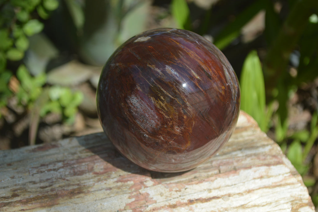 Polished Podocarpus Petrified Wood Spheres x 2 From Mahajanga, Madagascar - Toprock Gemstones and Minerals 