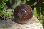 Polished Podocarpus Petrified Wood Spheres x 2 From Mahajanga, Madagascar - Toprock Gemstones and Minerals 