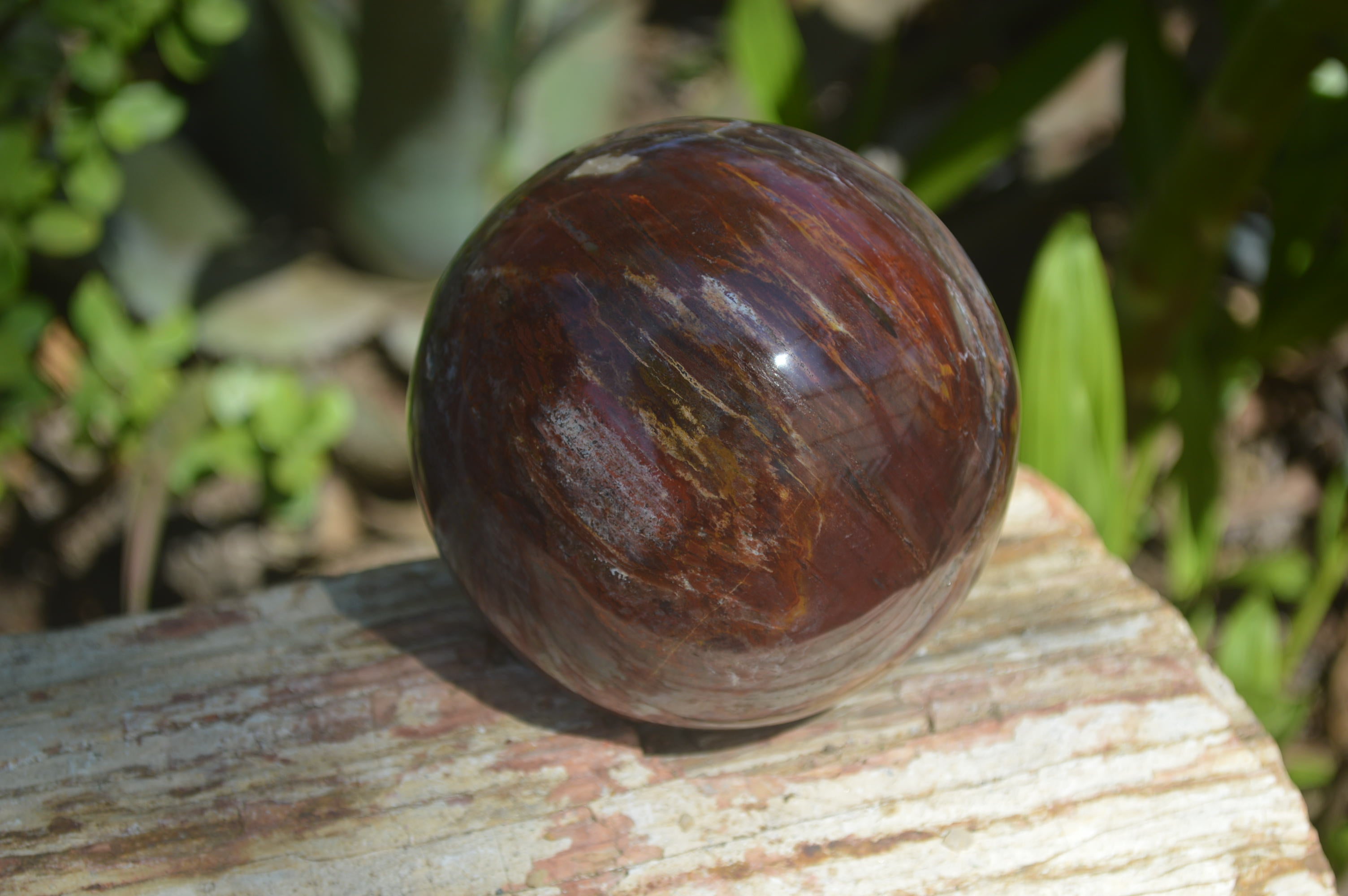 Polished Podocarpus Petrified Wood Spheres x 2 From Mahajanga, Madagascar - Toprock Gemstones and Minerals 