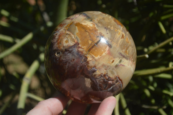 Polished Podocarpus Petrified Wood Spheres x 2 From Mahajanga, Madagascar - Toprock Gemstones and Minerals 