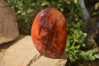 Polished Carnelian Standing Free Forms x 2 From Madagascar - Toprock Gemstones and Minerals 