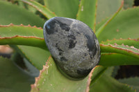 Polished Pharaoh Stone Free Forms x 6 From Zimbabwe - Toprock Gemstones and Minerals 