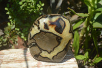 Polished Septerye Standing Free Form x 1 From Mahajanga, Madagascar - Toprock Gemstones and Minerals 