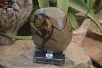 Polished Septerye Standing Free Form x 1 From Mahajanga, Madagascar - Toprock Gemstones and Minerals 