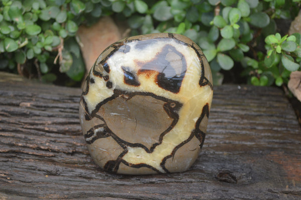 Polished Septerye Standing Free Form x 1 From Mahajanga, Madagascar - Toprock Gemstones and Minerals 