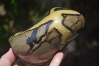 Polished Septerye Standing Free Form x 1 From Mahajanga, Madagascar - Toprock Gemstones and Minerals 