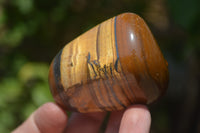 Polished Tiger's Eye Free Forms x 12 From Prieska, South Africa
