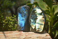 Polished Labradorite Standing Free Forms x 2 From Madagascar - Toprock Gemstones and Minerals 