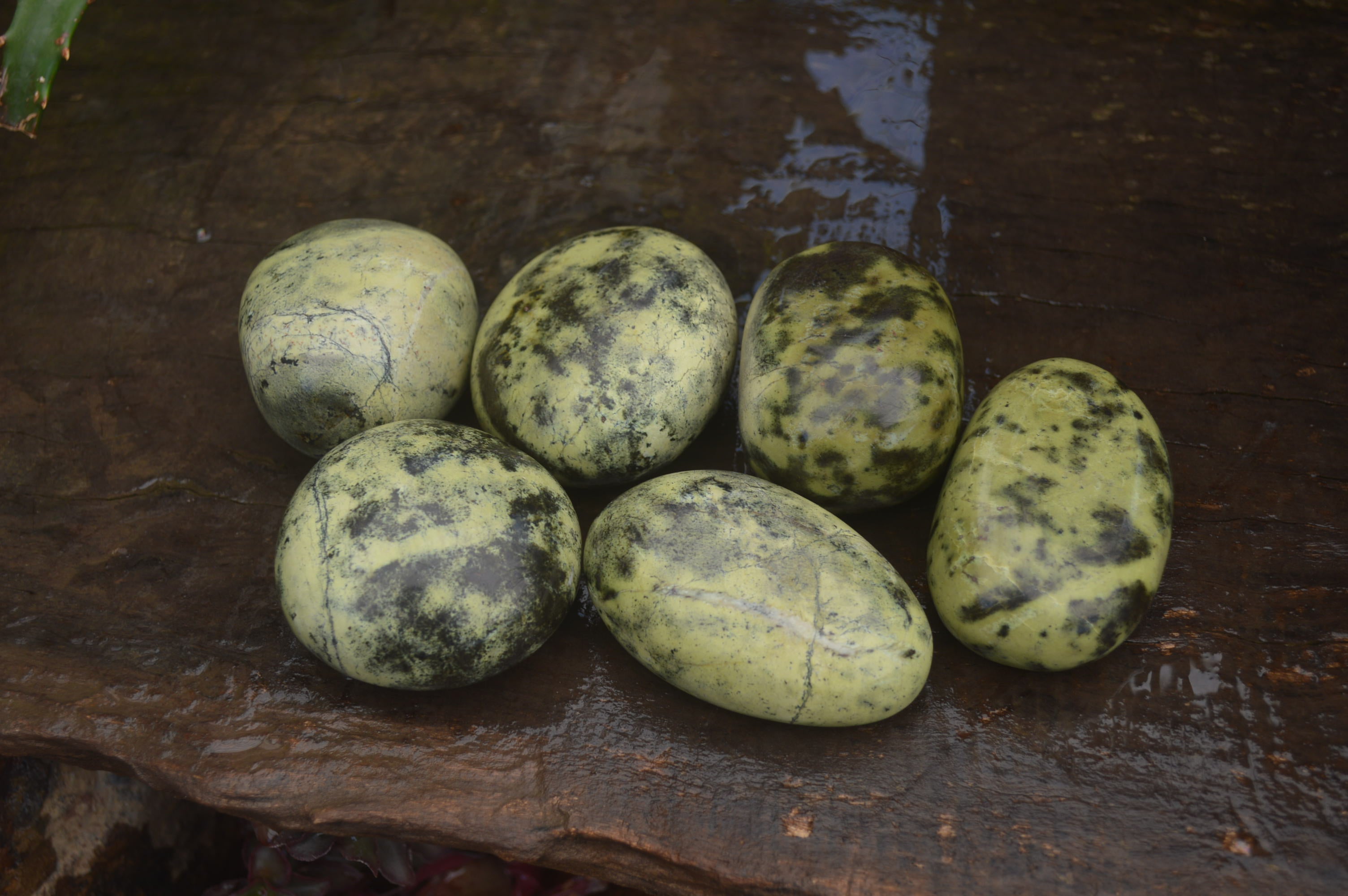 Polished Leopard Stone Free Forms x 6 From Zimbabwe - Toprock Gemstones and Minerals 