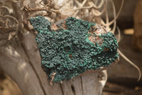 Natural Botryoidal Malachite Specimens x 6 From Tenke Fungurume, Congo - Toprock Gemstones and Minerals 