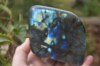 Polished Labradorite Standing Free Forms x 2 From Madagascar - Toprock Gemstones and Minerals 