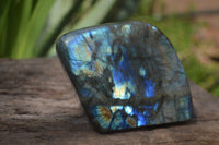 Polished Labradorite Standing Free Forms x 2 From Madagascar - Toprock Gemstones and Minerals 