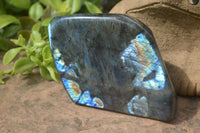 Polished Labradorite Standing Free Forms x 2 From Madagascar - Toprock Gemstones and Minerals 