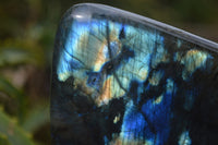 Polished Labradorite Standing Free Forms x 2 From Madagascar - Toprock Gemstones and Minerals 