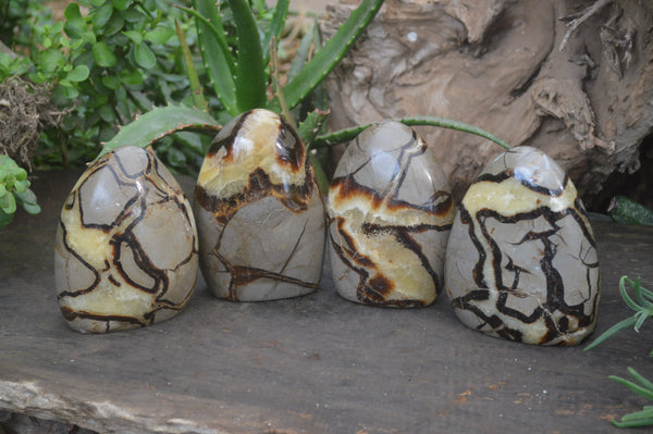 Polished Septerye Standing Free Forms x 4 From Mahajanga, Madagascar - Toprock Gemstones and Minerals 