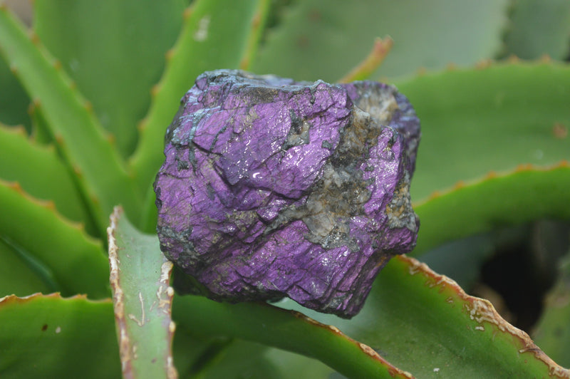 Natural Metallic Purpurite Cobbed Specimens x 6 From Erongo, Namibia - Toprock Gemstones and Minerals 