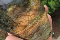 Polished Labradorite Standing Free Forms x 2 From Tulear, Madagascar - Toprock Gemstones and Minerals 