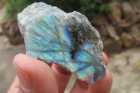 Polished On One Side Labradorite Specimens x 24 From Madagascar - Toprock Gemstones and Minerals 