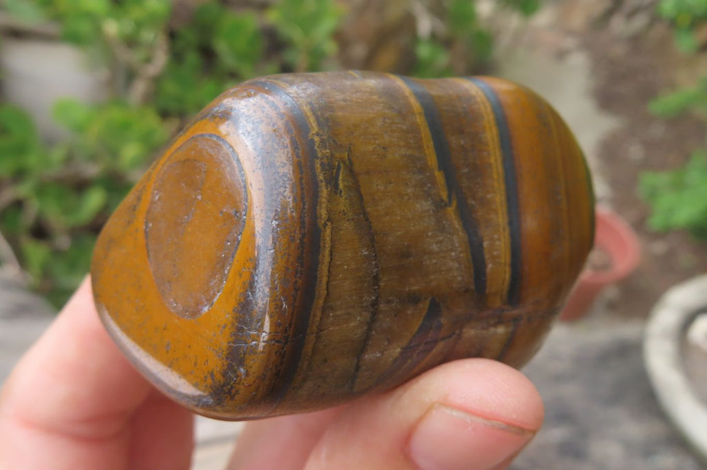 Polished Tiger's Eye Free Forms x 6 From Prieska, South Africa - Toprock Gemstones and Minerals 