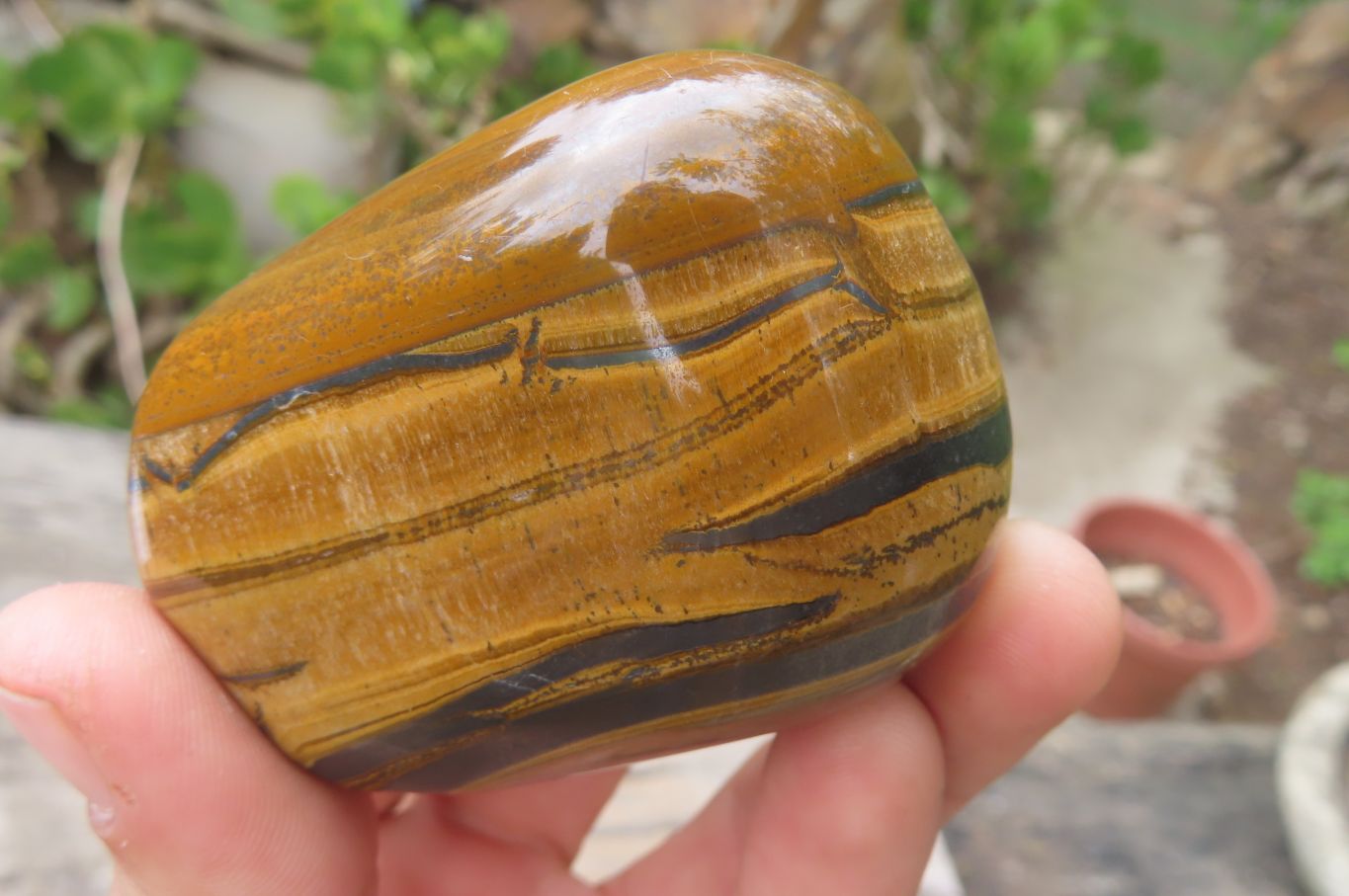 Polished Tiger's Eye Free Forms x 6 From Prieska, South Africa - Toprock Gemstones and Minerals 