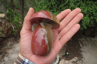 Polished Polychrome Jasper Mushrooms x 6 From Madagascar - Toprock Gemstones and Minerals 