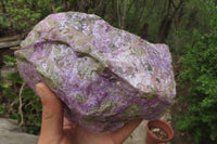 Natural Stichtite Specimen x 1 From Barberton, South Africa - Toprock Gemstones and Minerals 