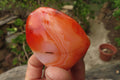 Polished Carnelian Standing Free Forms x 6 From Madagascar - Toprock Gemstones and Minerals 