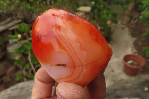 Polished Carnelian Standing Free Forms x 6 From Madagascar - Toprock Gemstones and Minerals 