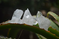 Natural Clear Quartz Crystals x 70 From Mpika, Zambia