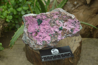 Natural Salrose Cobaltion Dolomite Specimen x 1 From Kakanda, Congo - Toprock Gemstones and Minerals 