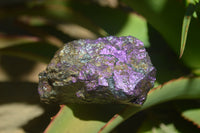 Natural Metallic Purpurite Cobbed Specimens x 5 From Erongo, Namibia - Toprock Gemstones and Minerals 