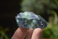 Natural Watermelon Fluorite Cobbed Specimens x 11 From Uis, Namibia