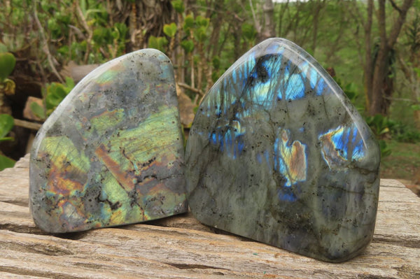 Polished Labradorite Standing Free Forms x 2 From Tulear, Madagascar - Toprock Gemstones and Minerals 